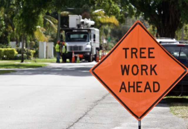 tree removal Matawan nj