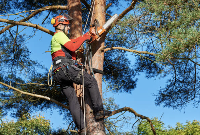 tree trimming Matawan nj