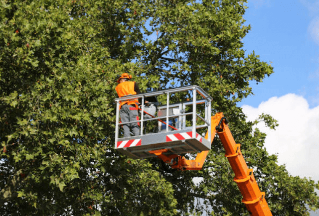 tree trimming monmouth nj