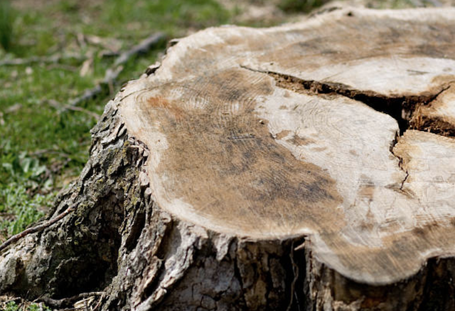 stump grinding Matawan nj